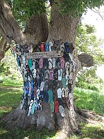 NSW - Chatsworth - Community Thong Tree (12 Nov 2010)